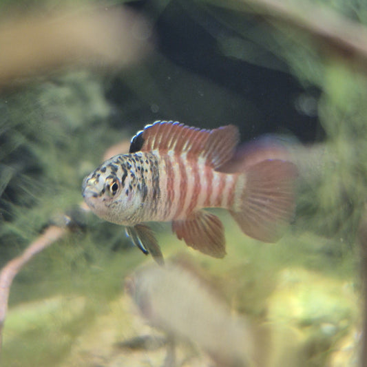 Dario sp.BLACK-TIGER