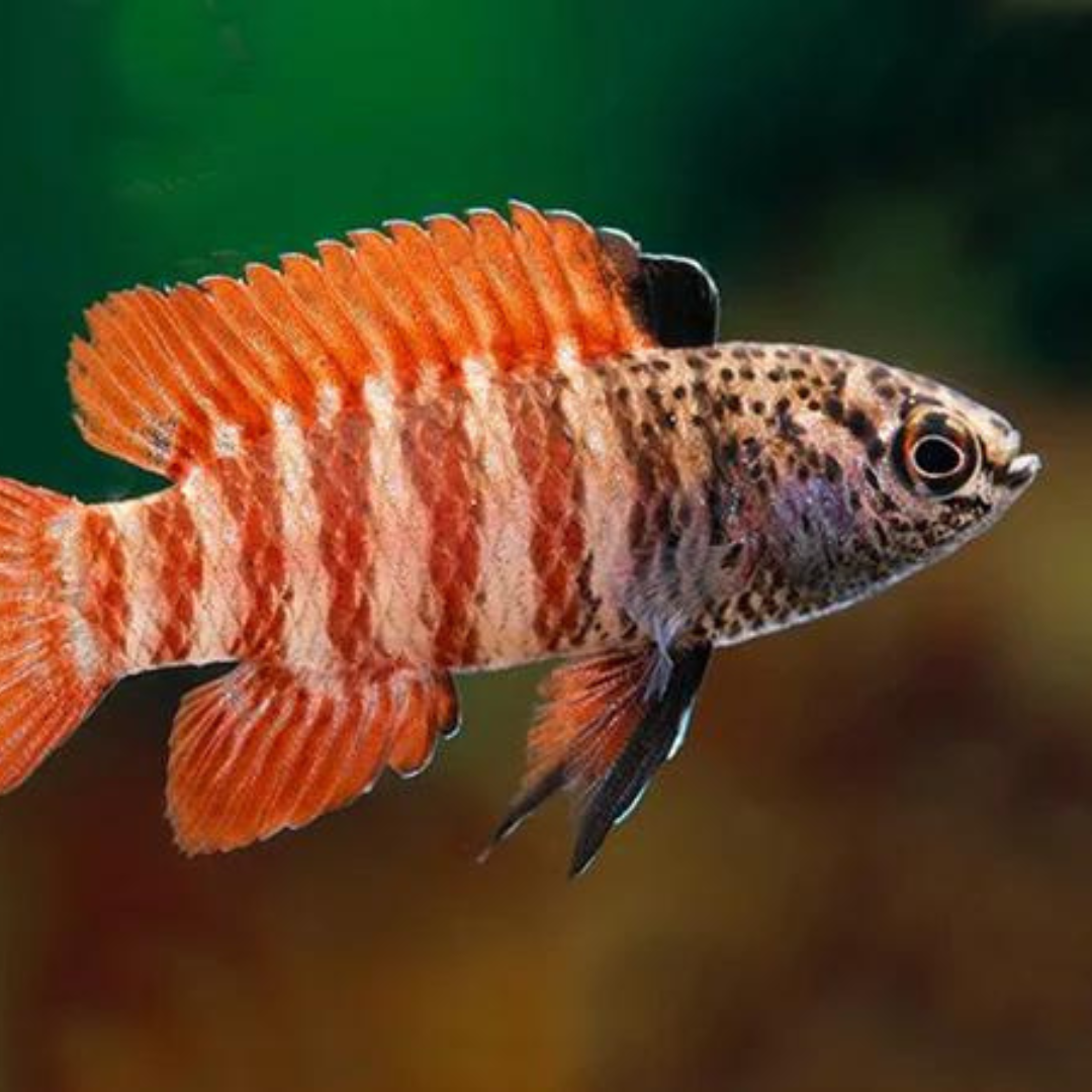 Dario sp.BLACK-TIGER | freshwater fish 