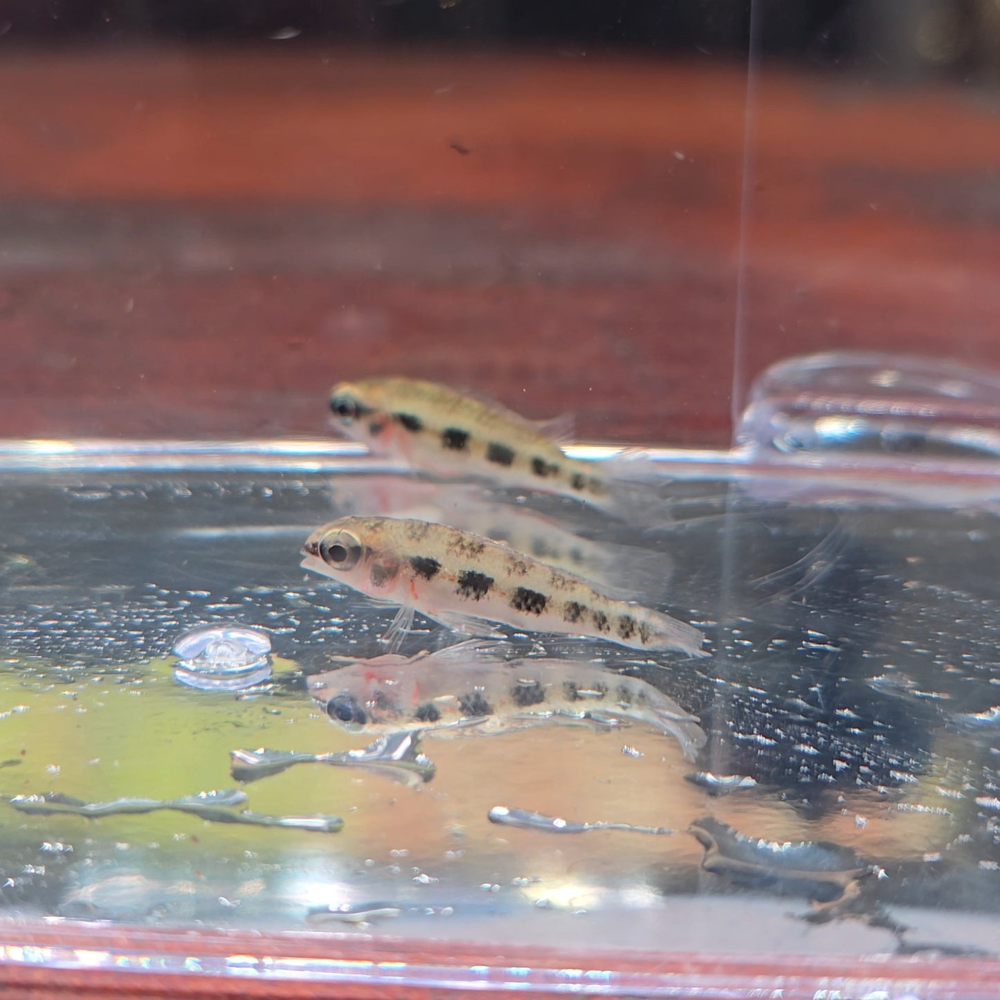 Dicrossus maculatus talla 3-4cm