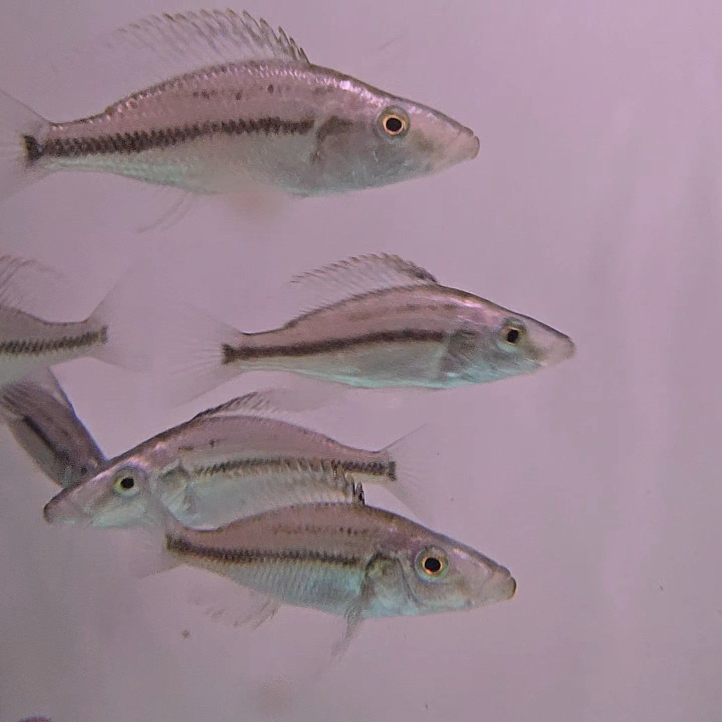 Dimidiochromis compressiceps bred 4-5cm