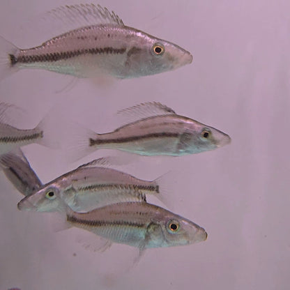 Dimidiochromis compressiceps bred 4-5cm