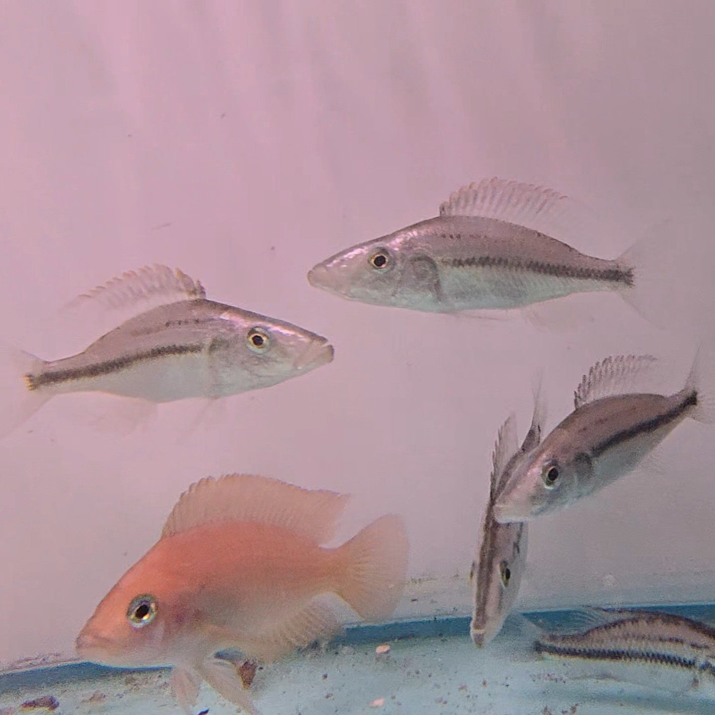 Dimidiochromis compressiceps bred 4-5cm