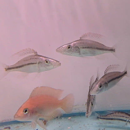 Dimidiochromis compressiceps bred 4-5cm