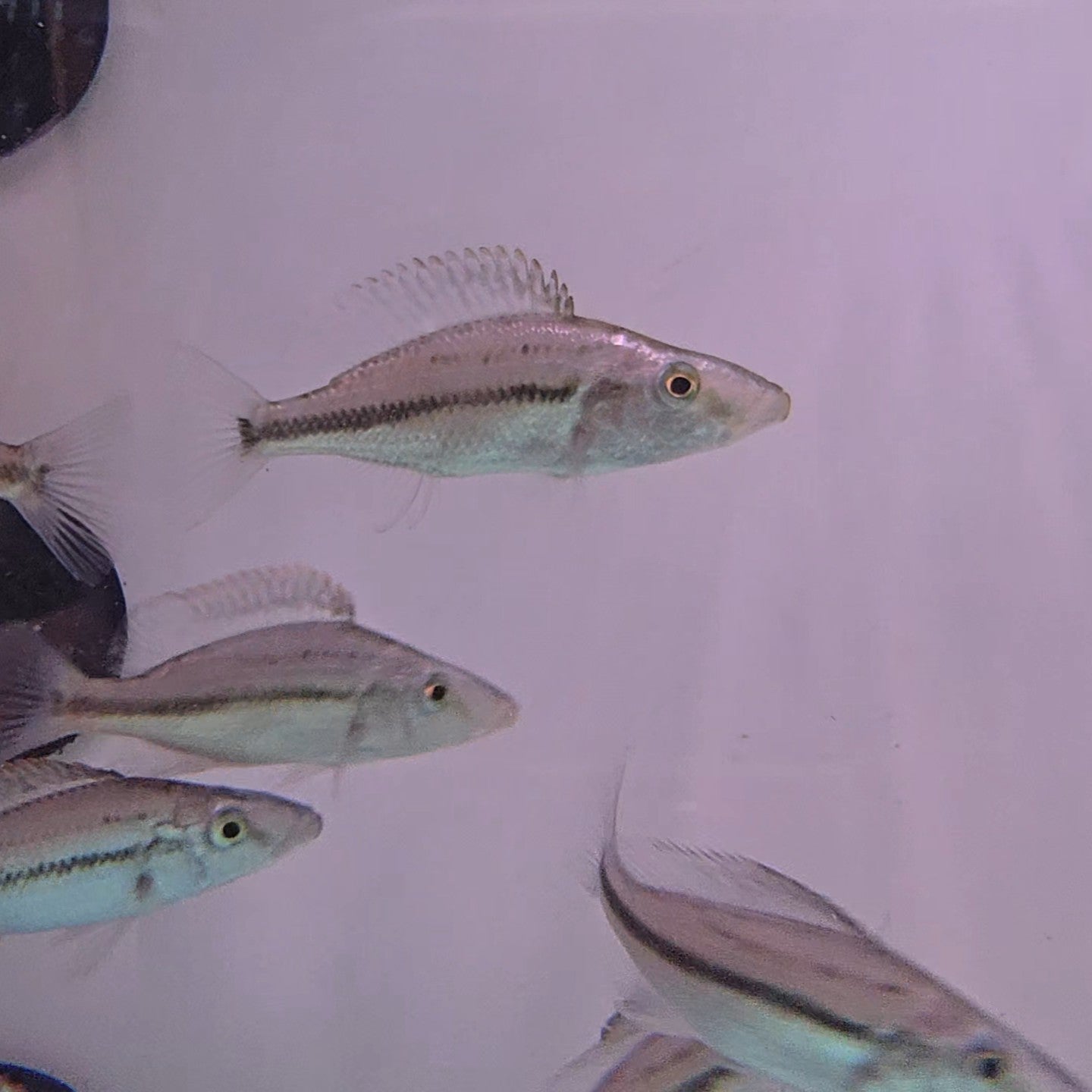 Dimidiochromis compressiceps bred 4-5cm