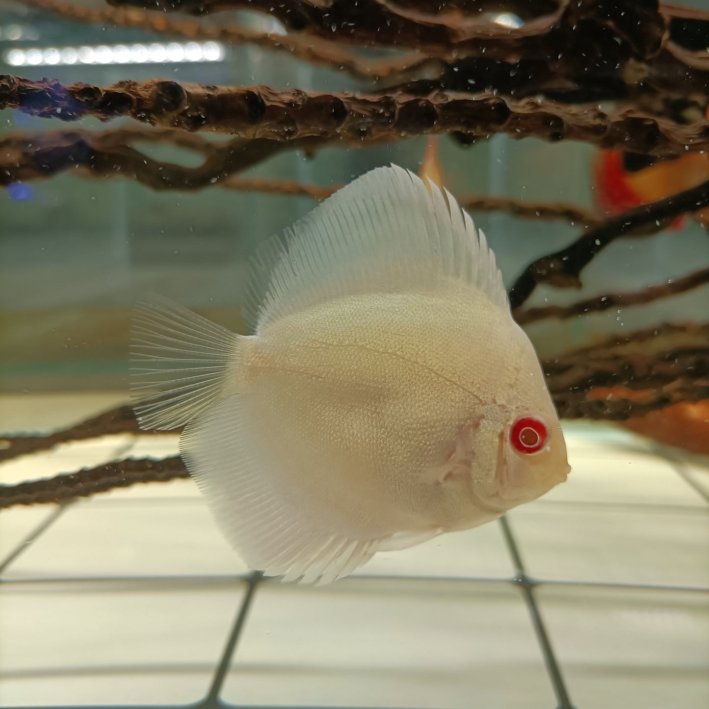 Disco Albino Premium 5-6 cm | peces agua dulce
