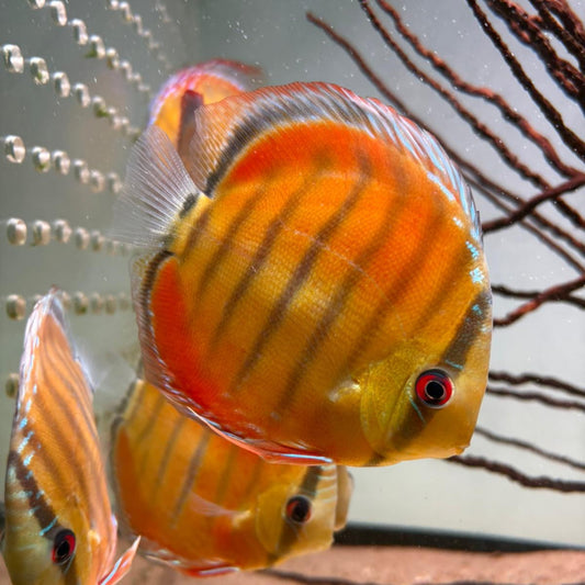 Symphysodon discus alenquer red cuipeua 12-14 cm nº 4 - Hudson Crizanto