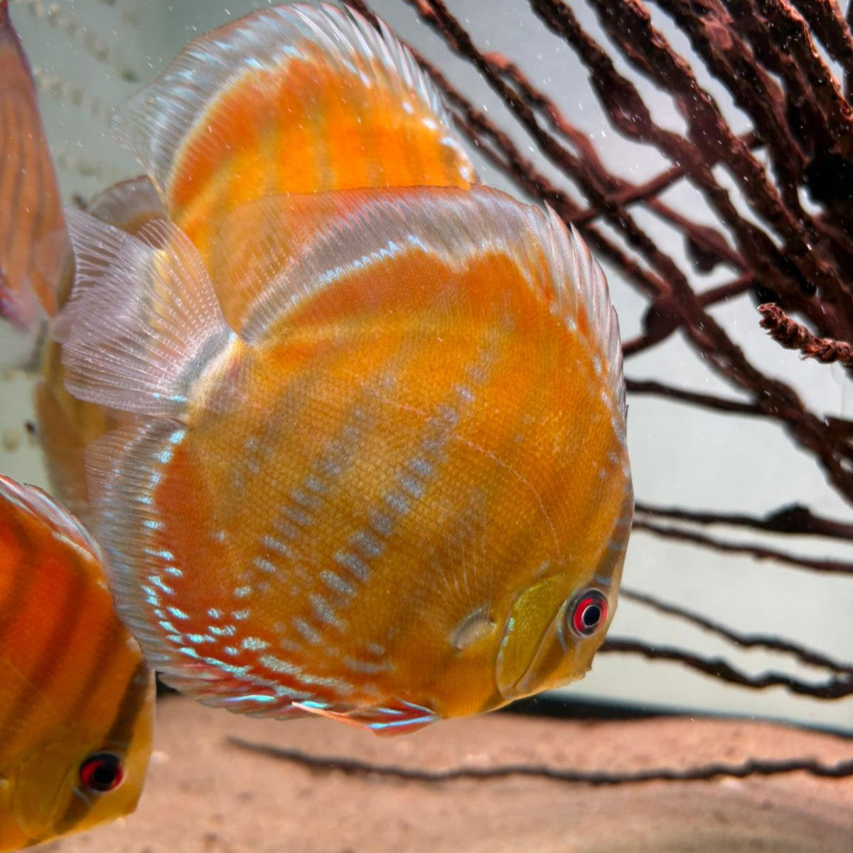 Symphysodon discus alenquer red cuipeua 12-14 cm nº 2 - Hudson Crizant ...