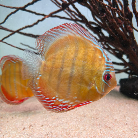 Symphysodon discus alenquer red cuipeua 12-14 cm nº 5 - Hudson Crizanto