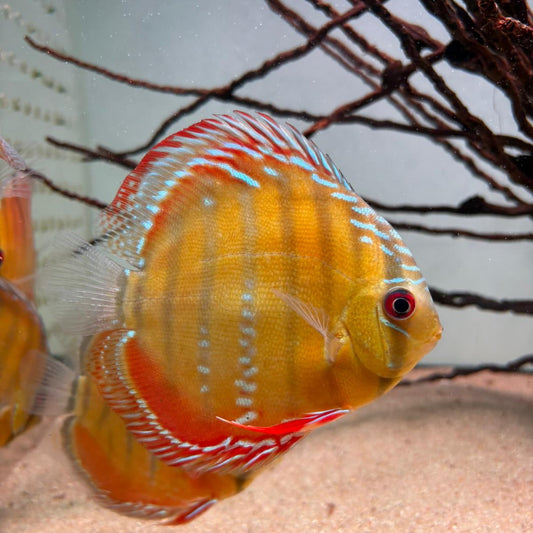 Symphysodon discus alenquer red cuipeua 12-14 cm nº 8 - Hudson Crizanto