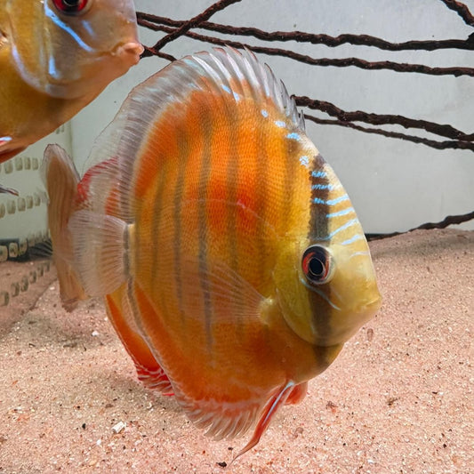 Symphysodon discus alenquer red cuipeua 12-14 cm nº 6 - Hudson Crizanto
