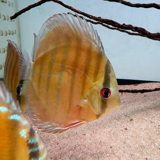 Symphysodon discus alenquer red cuipeua 12-14 cm nº 9 - Hudson Crizanto