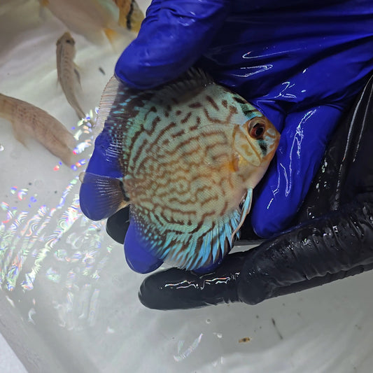 Disco Azul Cobalto 8-9cm