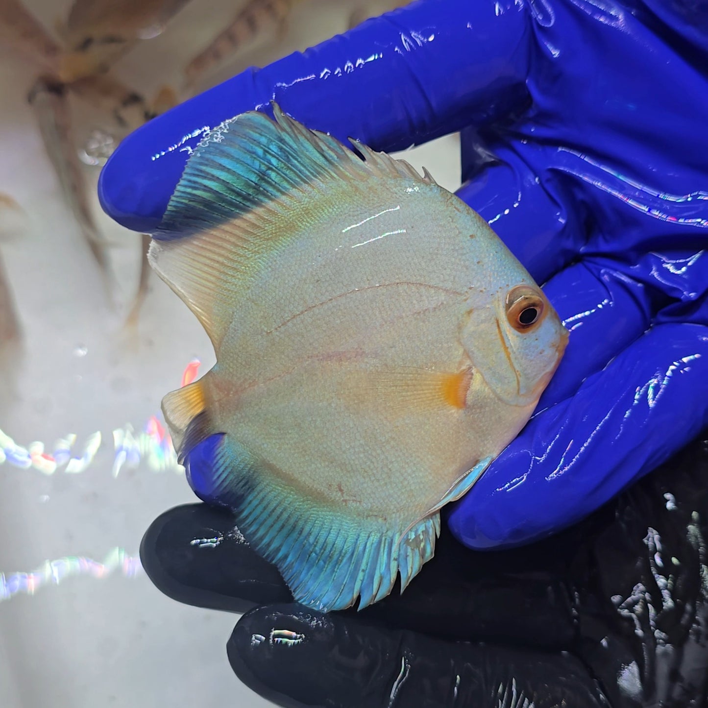 Disco Blue Diamond 8-9cm