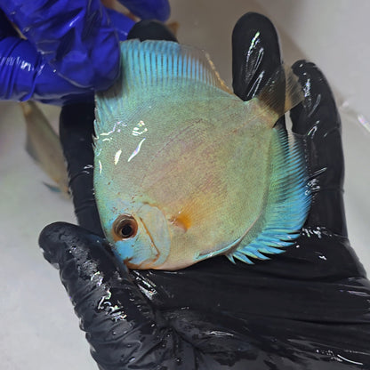 Disco Blue Diamond 8-9cm