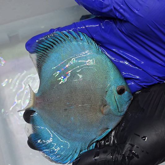 Disco Blue Diamond + 15cm