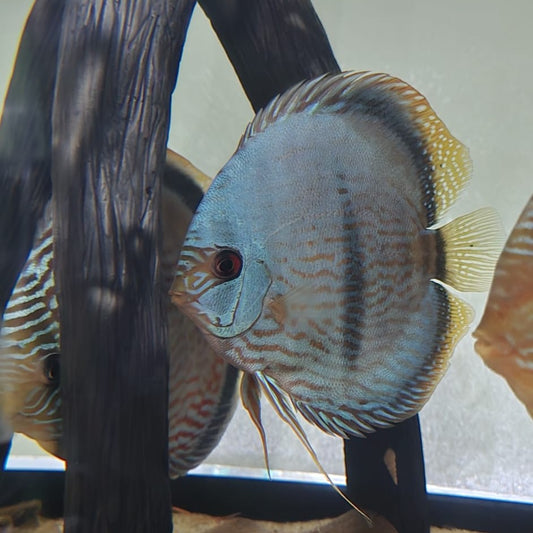 Symphysodon discus blue moon + 15cm nº 2 - Hudson Crizanto