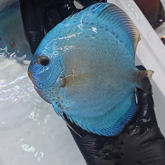 Disco Blue Scorpion + 15cm