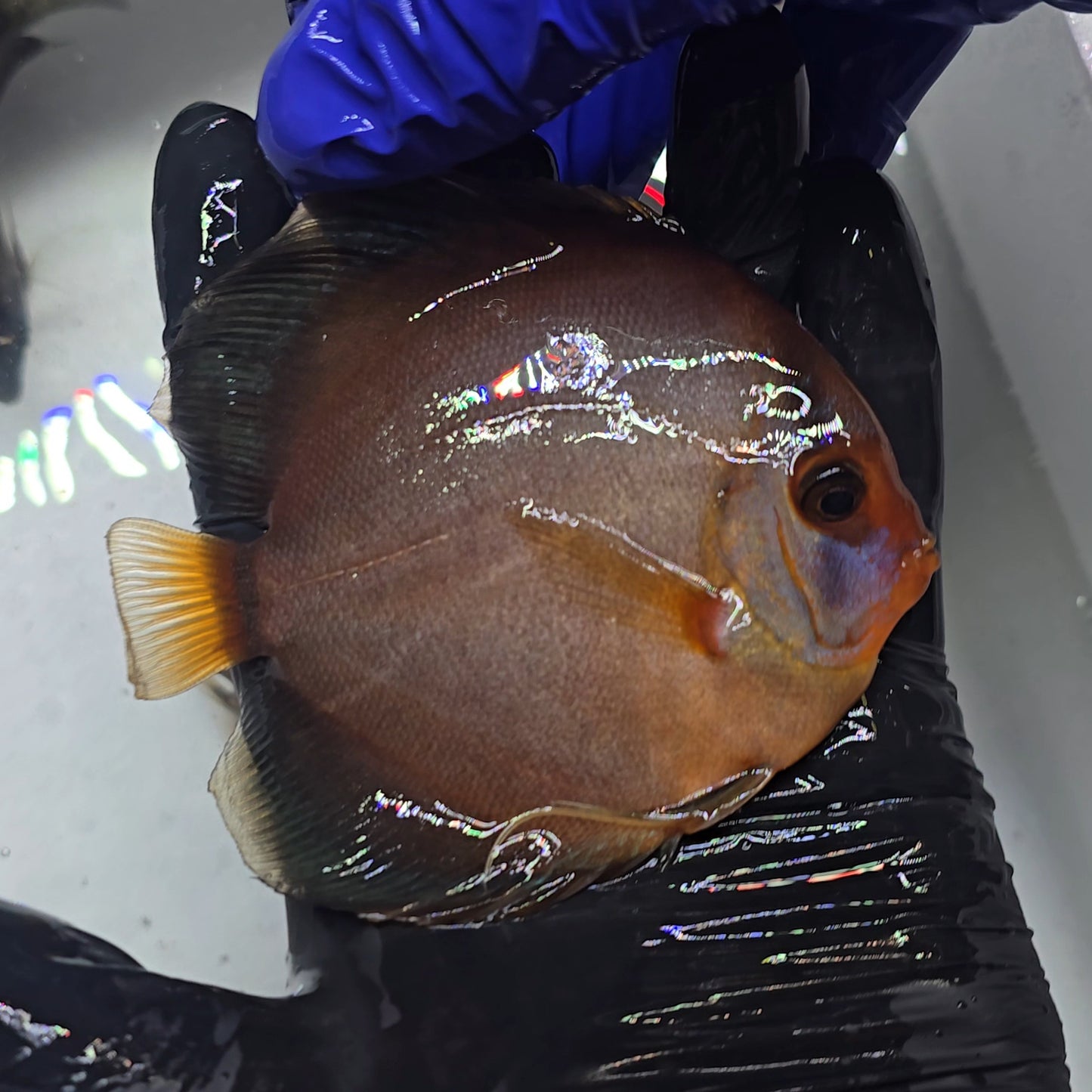 Disco Ghost 10-13cm - nº 1