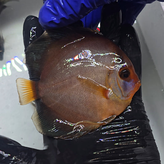 Disco Ghost 10-13cm - nº 1