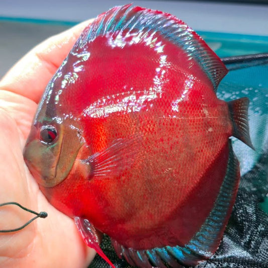 Disco Sun Merah talla 13-14cm Jackon Keong