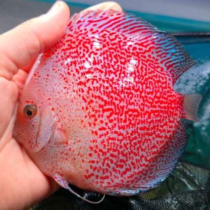 Disco Snow Viper talla 14cm Jackon Keong