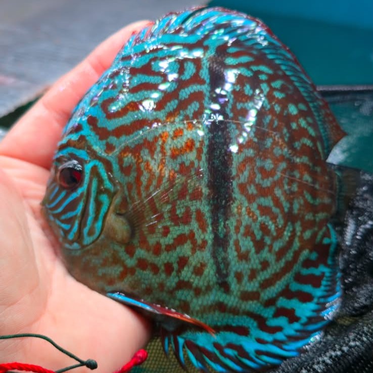 Disco Trombeta Heckel Cross talla 13-14cm Jackon Keong | Ejemplar 1