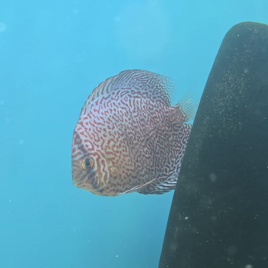 Disco Panthera + 14cm | Selección Short Body 2