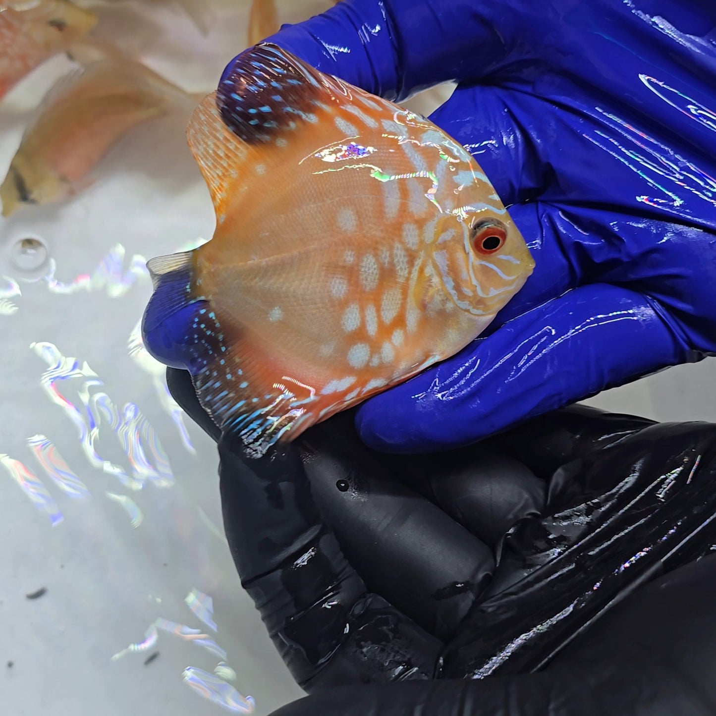 Disco Pigeon Checkerboard 8-9cm