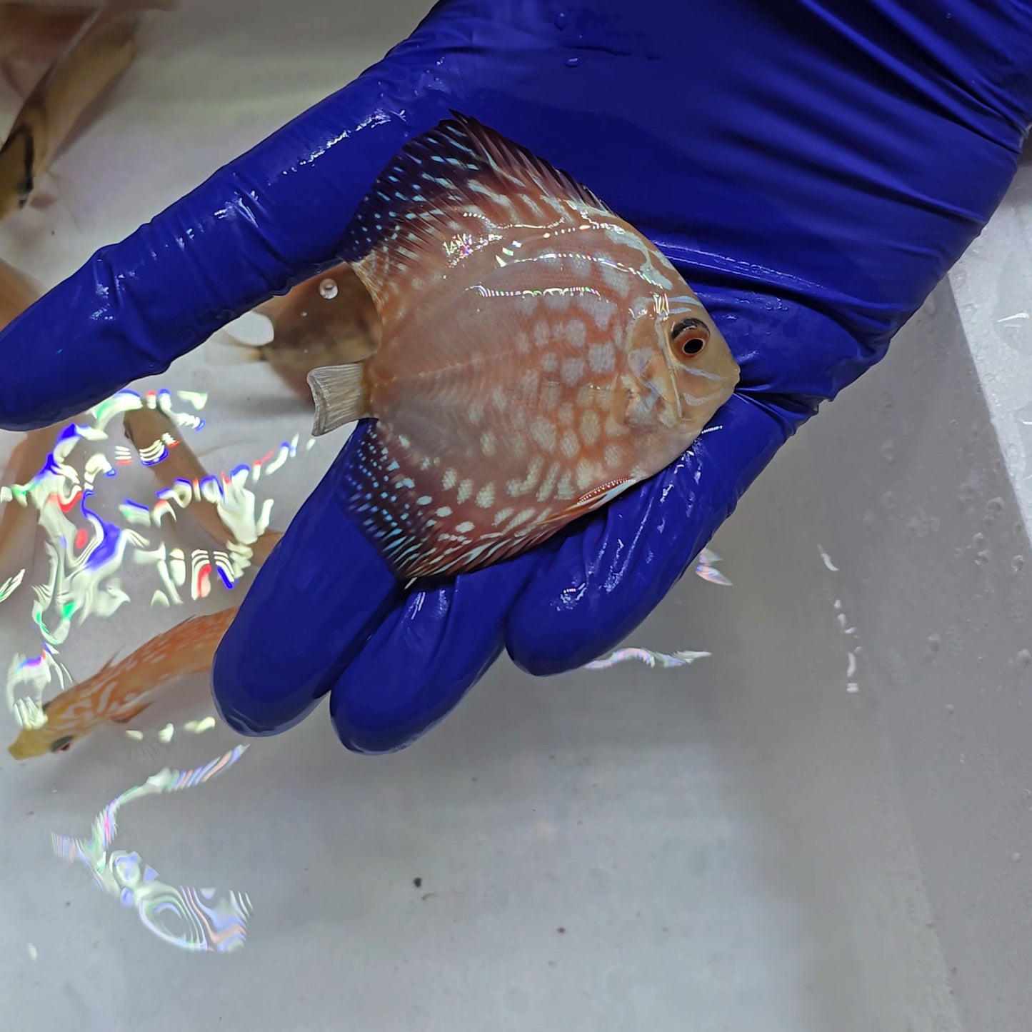 Disco Pigeon Checkerboard 8-9cm