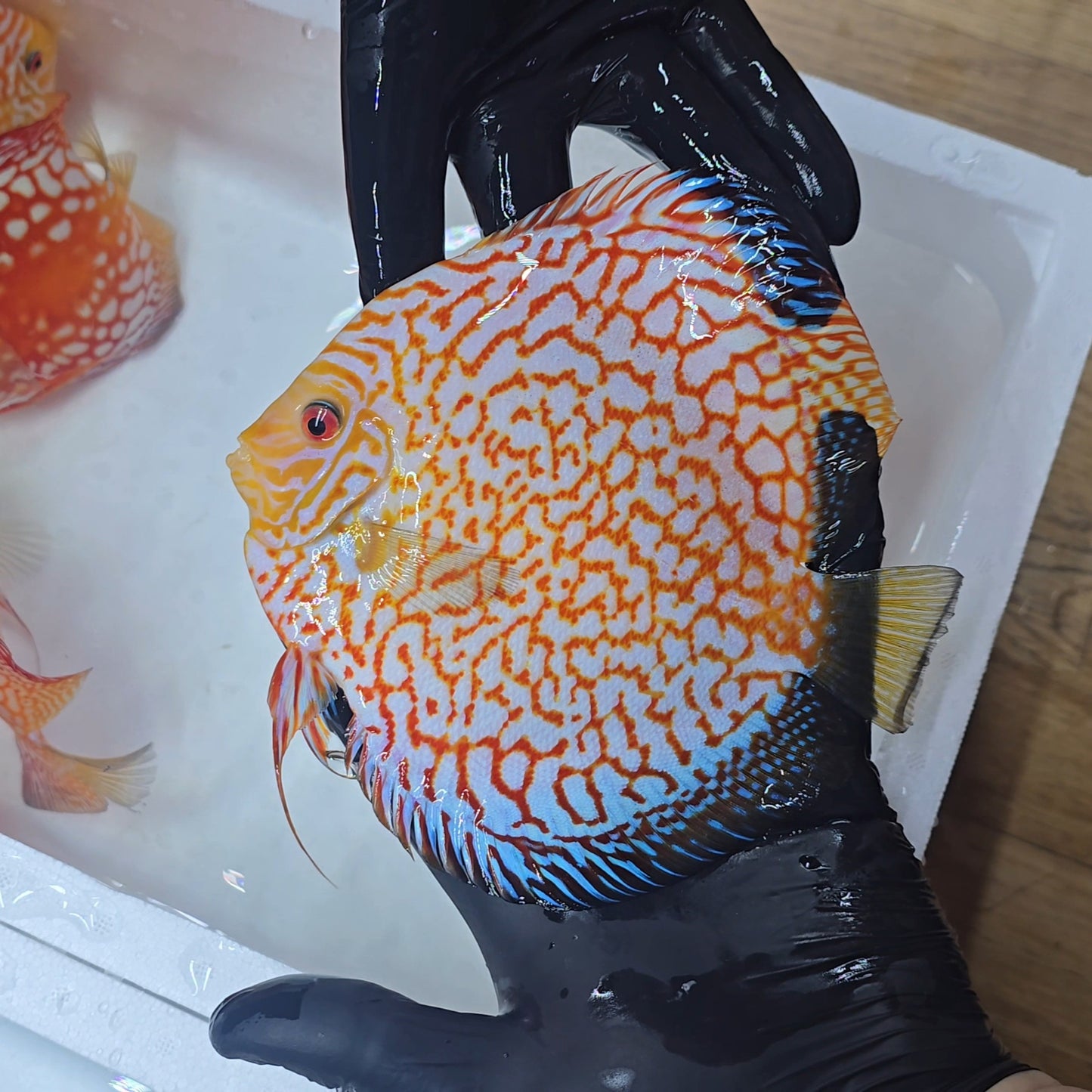 Disco Pigeon Checkerboard + 15cm - 2