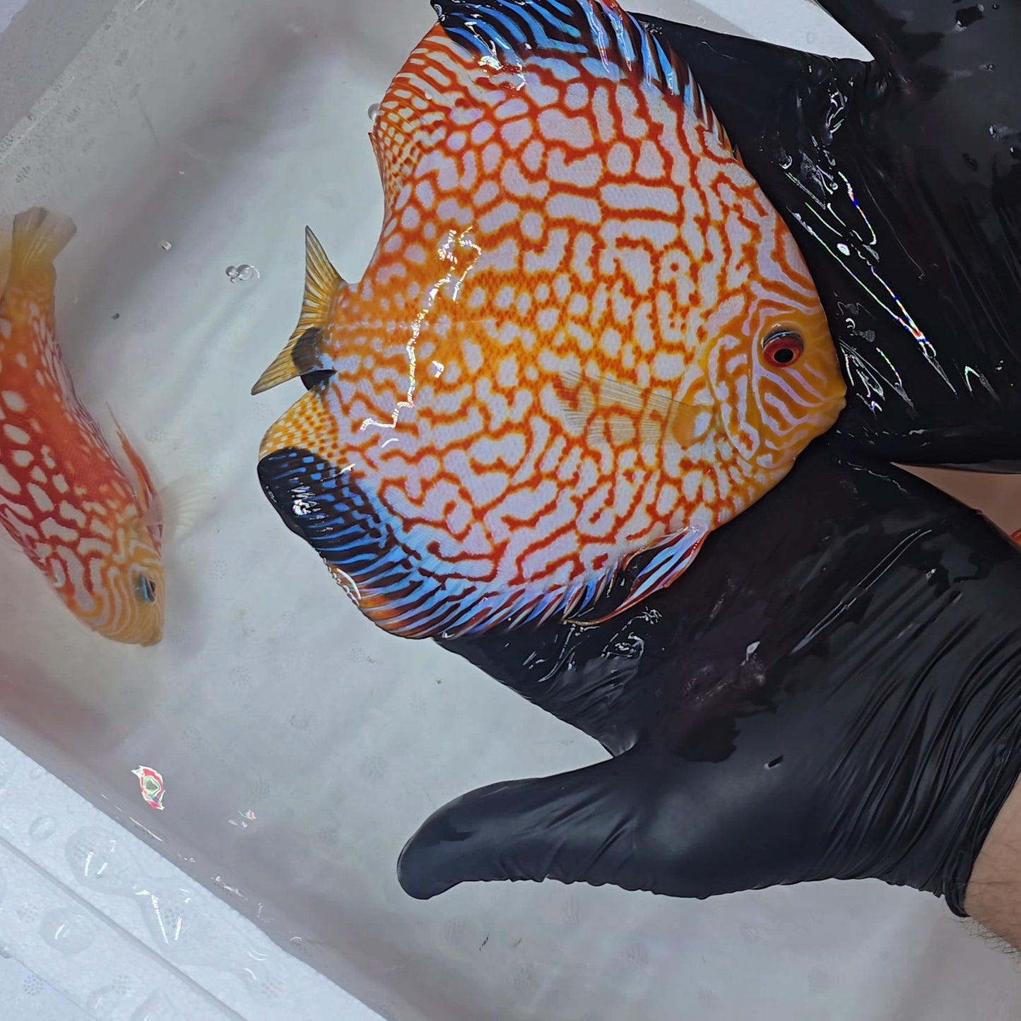 Disco Pigeon Checkerboard + 15cm