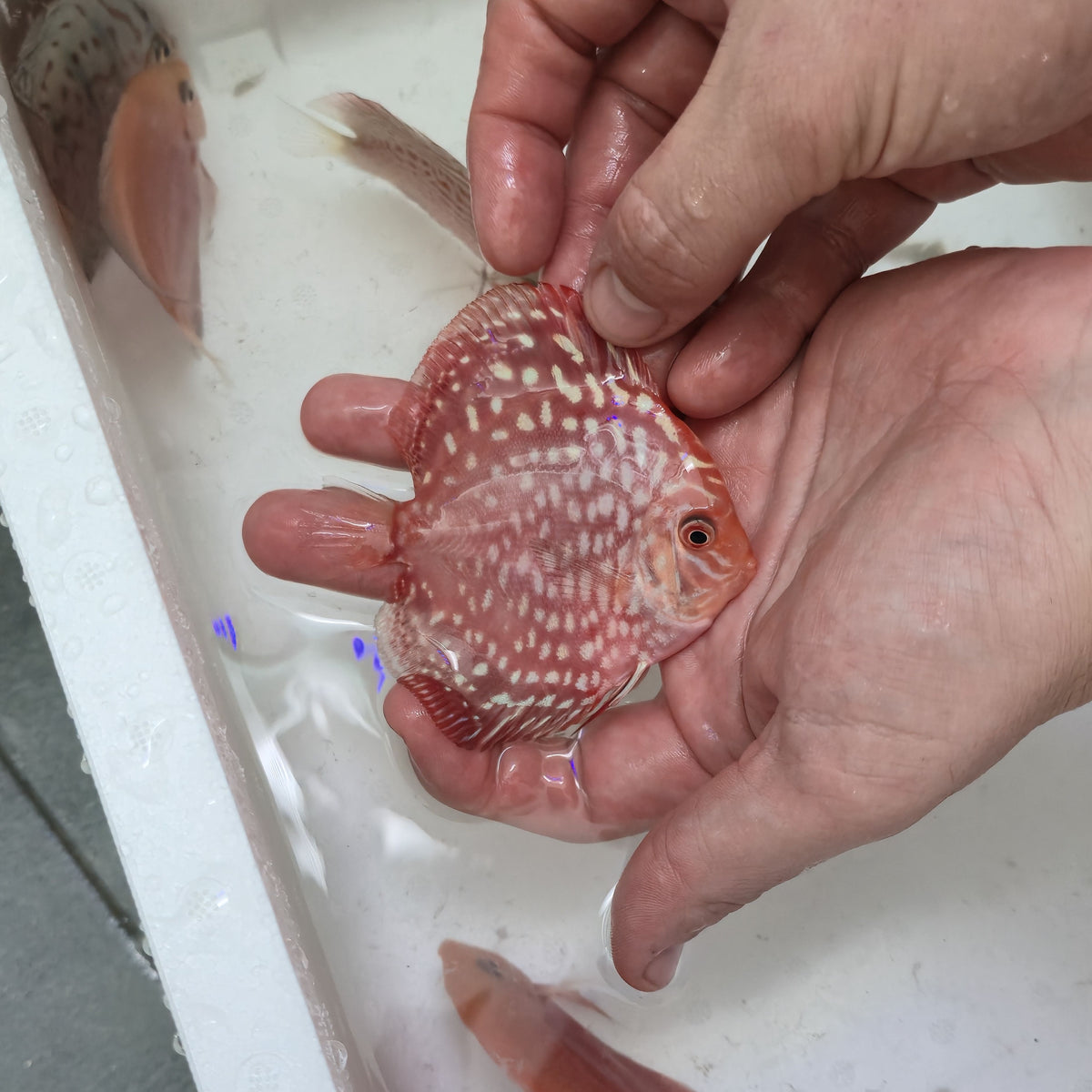 Pez Disco Polka 8-9 cm | Firemouth Premium Selection Ejemplar 2