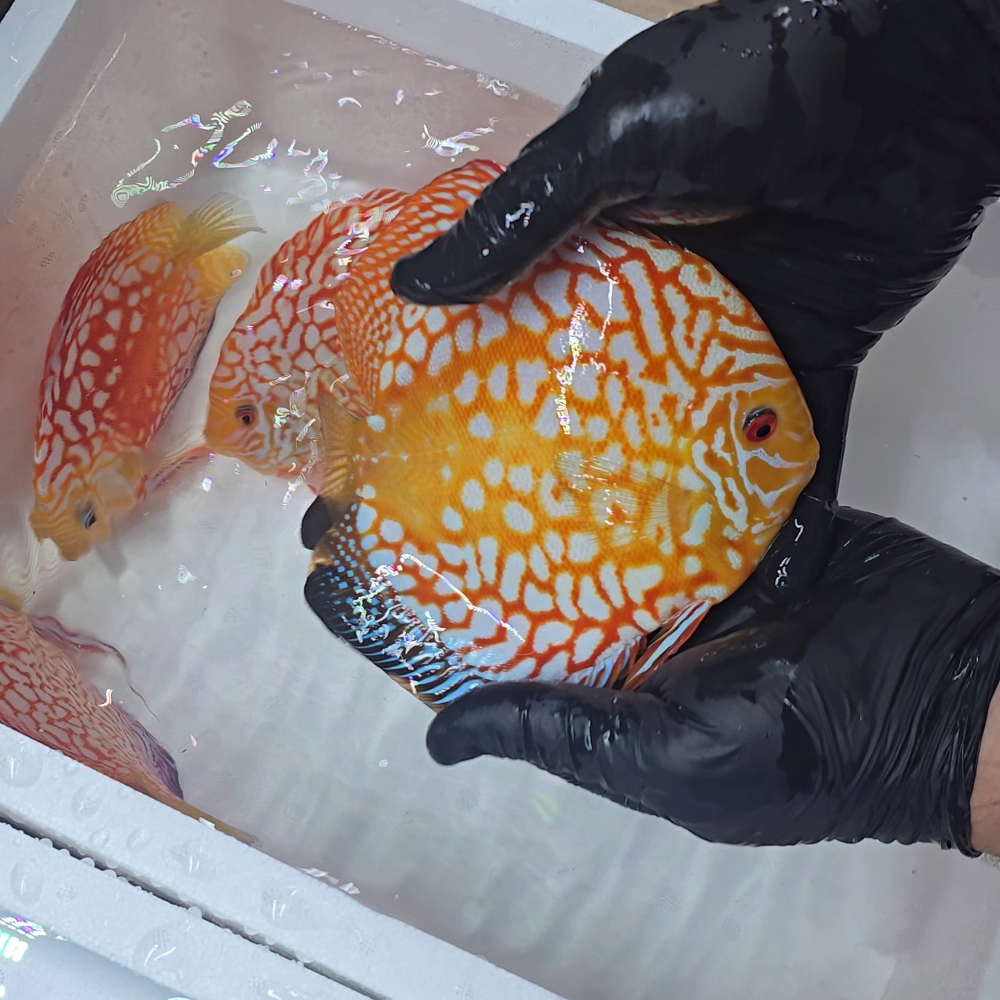 Disco Rafflesia + 15cm PAREJA CONFIRMADA