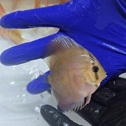 Disco Red Cover 8-9cm