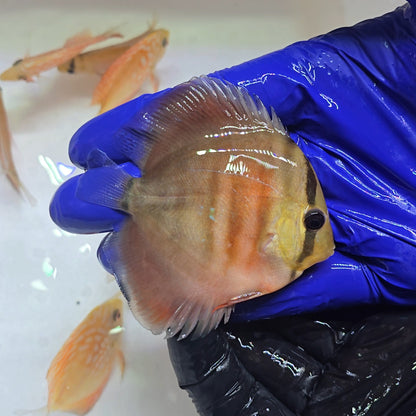 Disco Red Cover 8-9cm