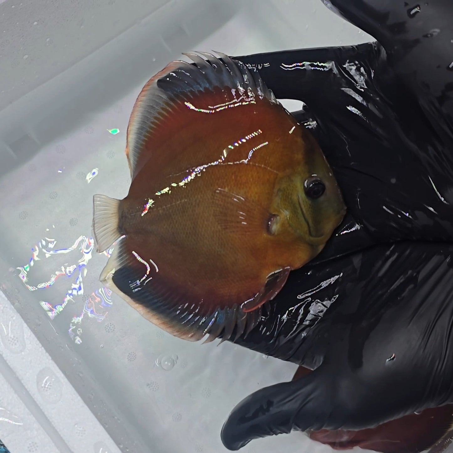 Disco Red Cover + 15cm