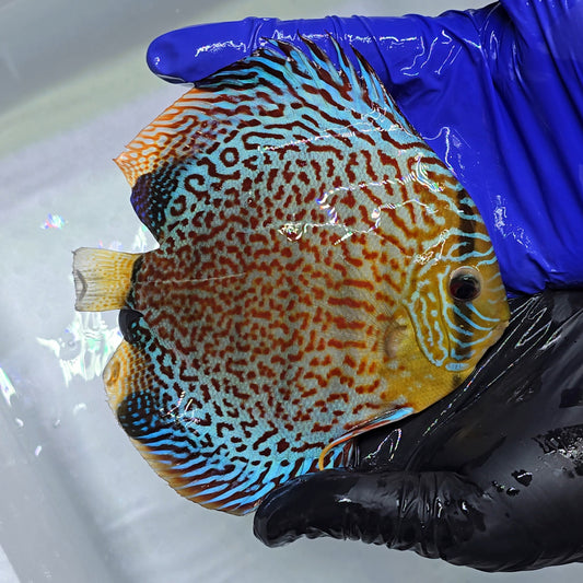 Disco Red Leopard + 15cm - 1