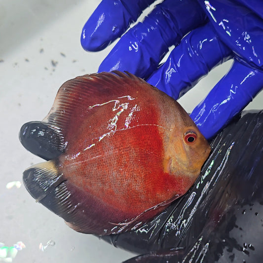 Disco Red Rose 10-13cm - Winson Lau