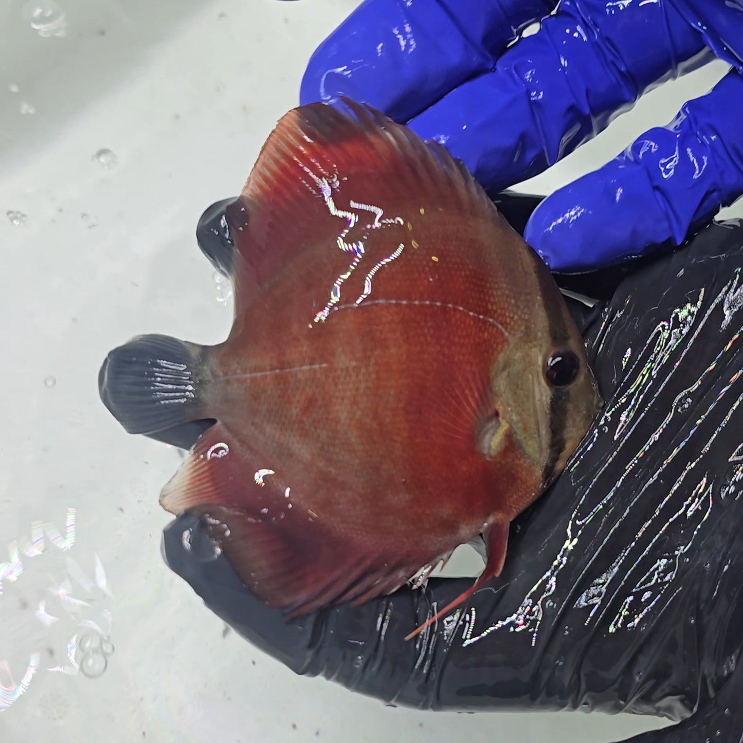 Disco Red Rose 10-13cm nº 2 - Winson Lau