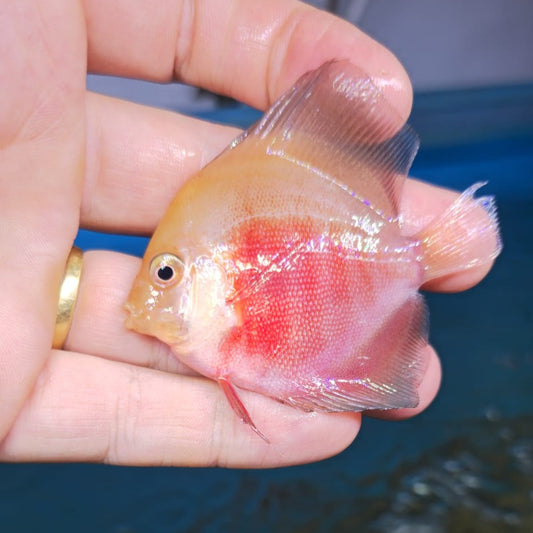 Disco Red Valentine 8-9cm