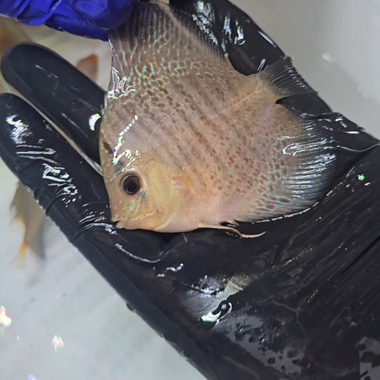 Disco Snakeskin nº 2 8-9cm