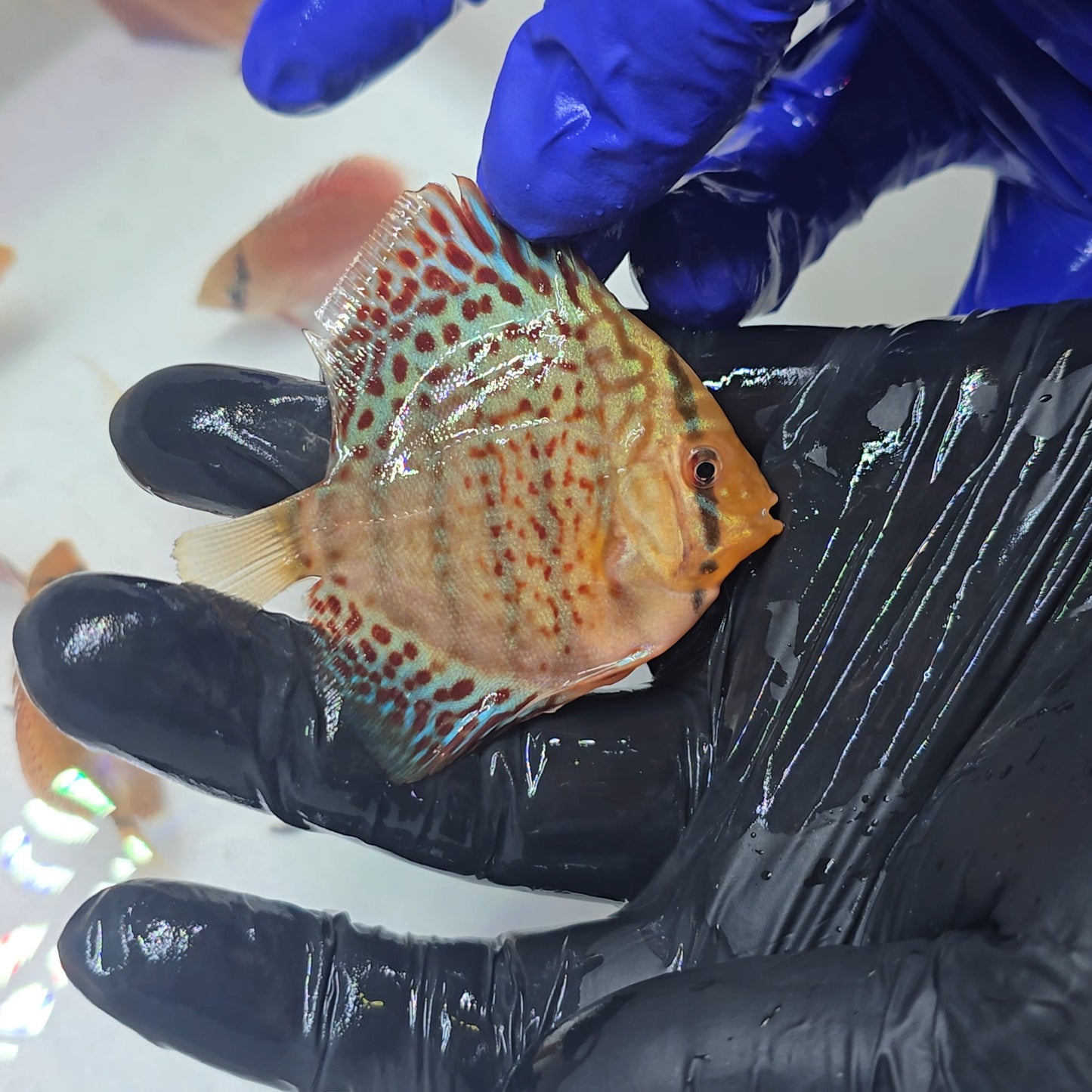 Disco Spotted 7cm - Winson Lau