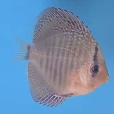 Disco Spotted 7cm nº 6 - Winson Lau