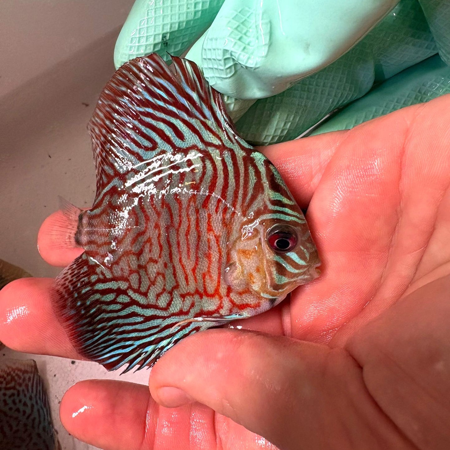 Disco rojo turquesa tiger 8-9cm