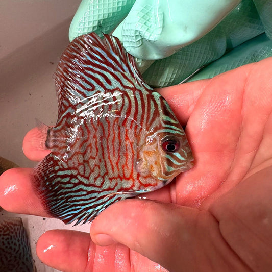 Disco rojo turquesa tiger 8-9cm