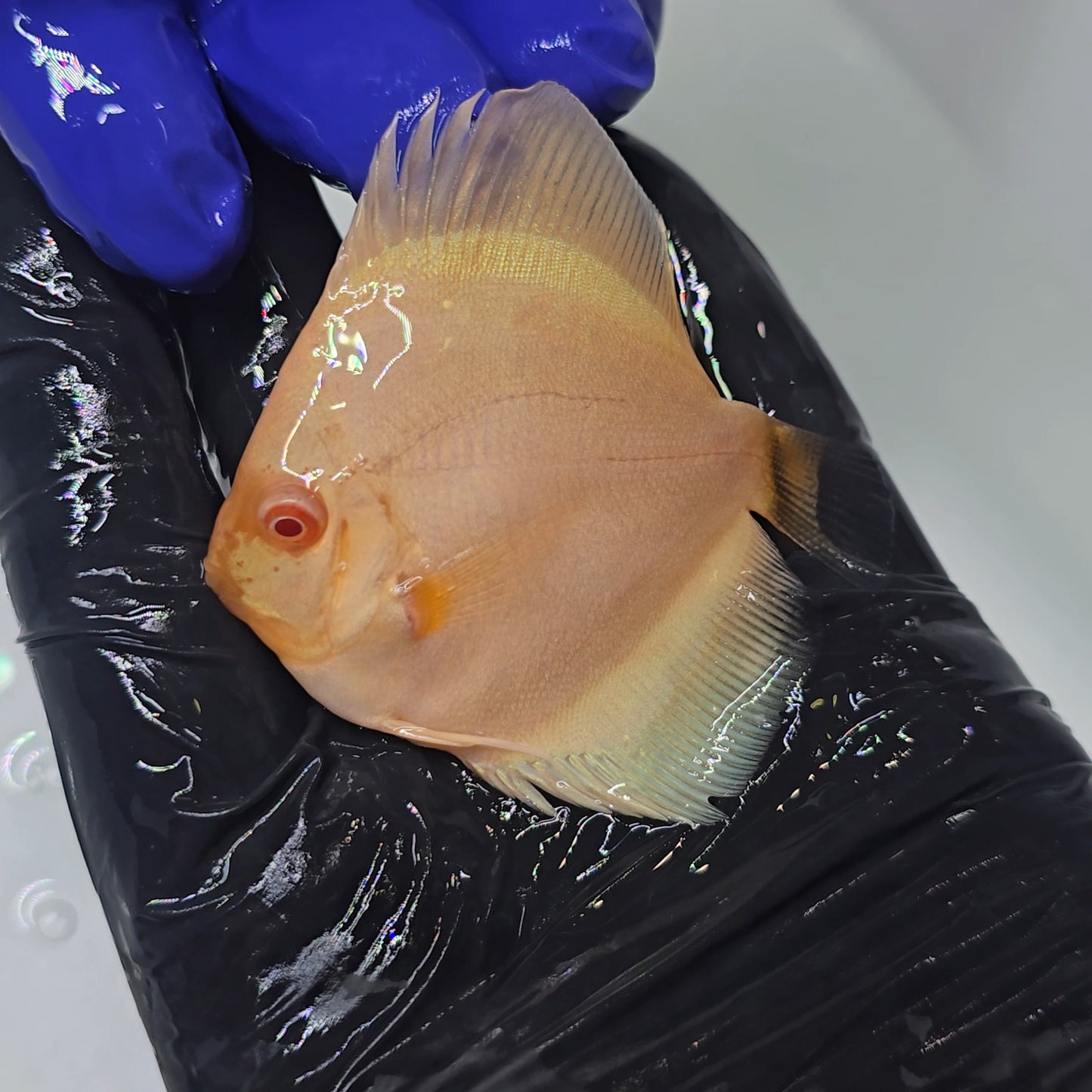 Disco Albino Platinum 7cm - Winson Lau