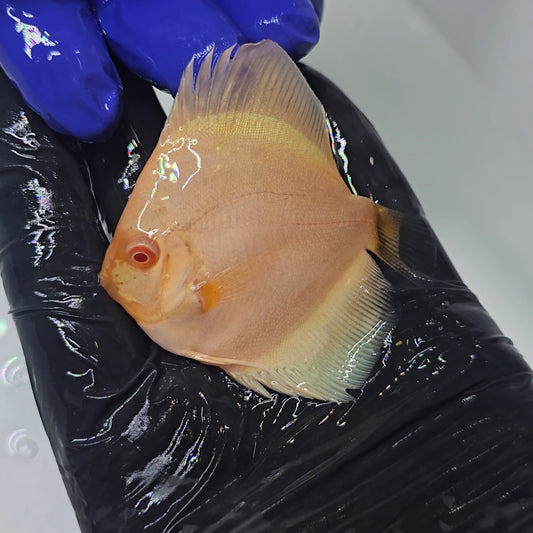 Disco Albino Platinum 7cm - Winson Lau