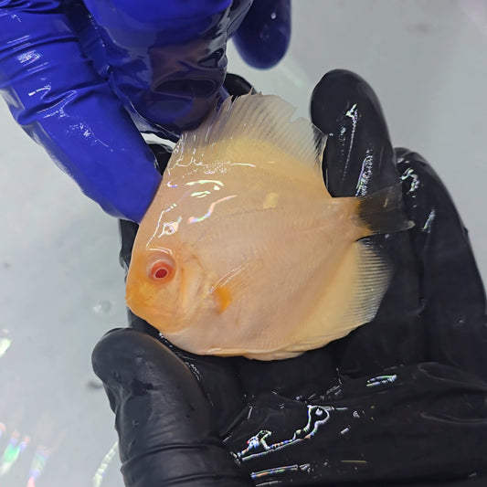 Disco Albino Platinum 7cm nº 2 - Winson Lau