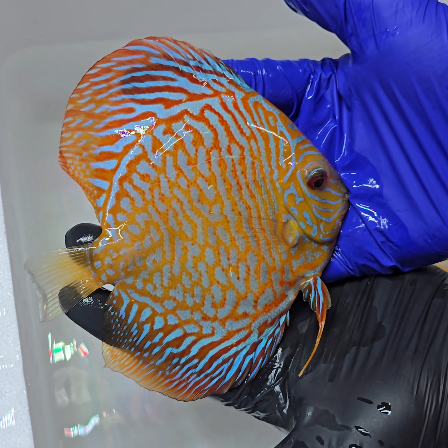 Disco White Tiger Turquesa + 15cm - 1