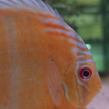 Disco Wild Green Tefé 9-12 cm